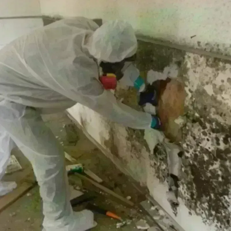 Mold Remediation and Removal in Buffalo, WY